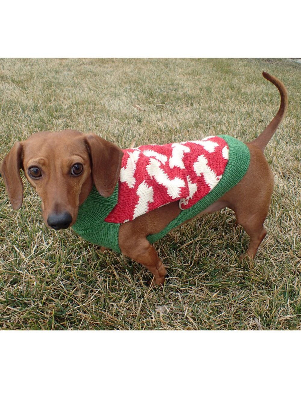 NWT size SMALL dog NEW sweater WORLD MARKET knit pet BONE red green warm cute